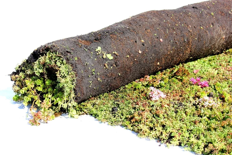 Sedum-Mix-Matte - 1 m²