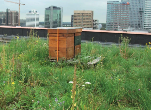 Matte „Bienen & Schmetterlinge“ – 1 m²
