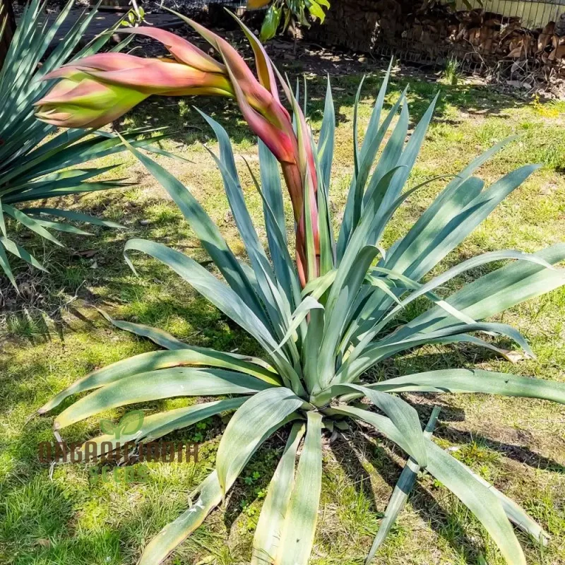 Beschorneria Yuccoides Seeds for Planting: Exotic Succulent for Your Landscape