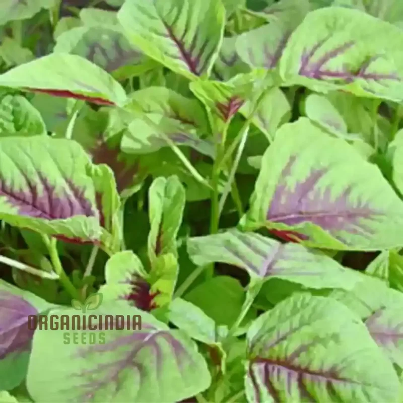Amaranth - Red Leaf seeds,Premium Red Leaf Amaranth Seeds for Planting and Gardening