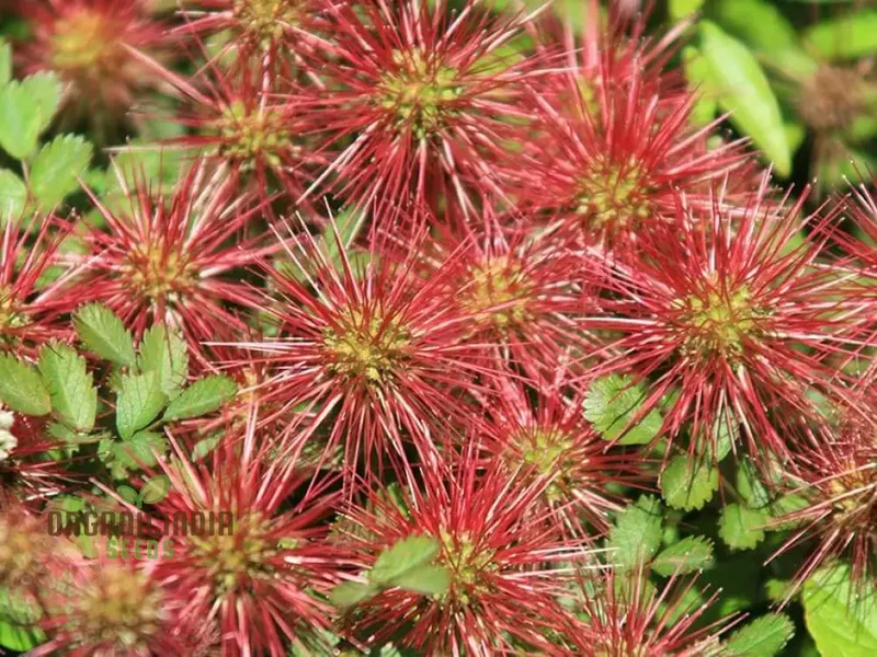 Acaena Caesiiglauca Seeds – Delicate Ground Cover for Garden Landscaping