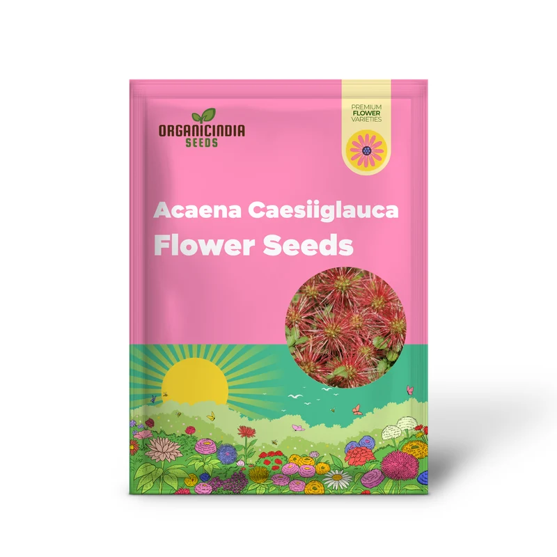 Acaena Caesiiglauca Seeds – Delicate Ground Cover for Garden Landscaping