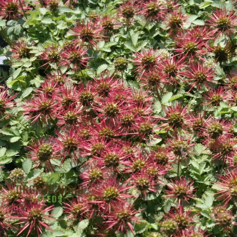 Acaena Caesiiglauca Seeds – Delicate Ground Cover for Garden Landscaping