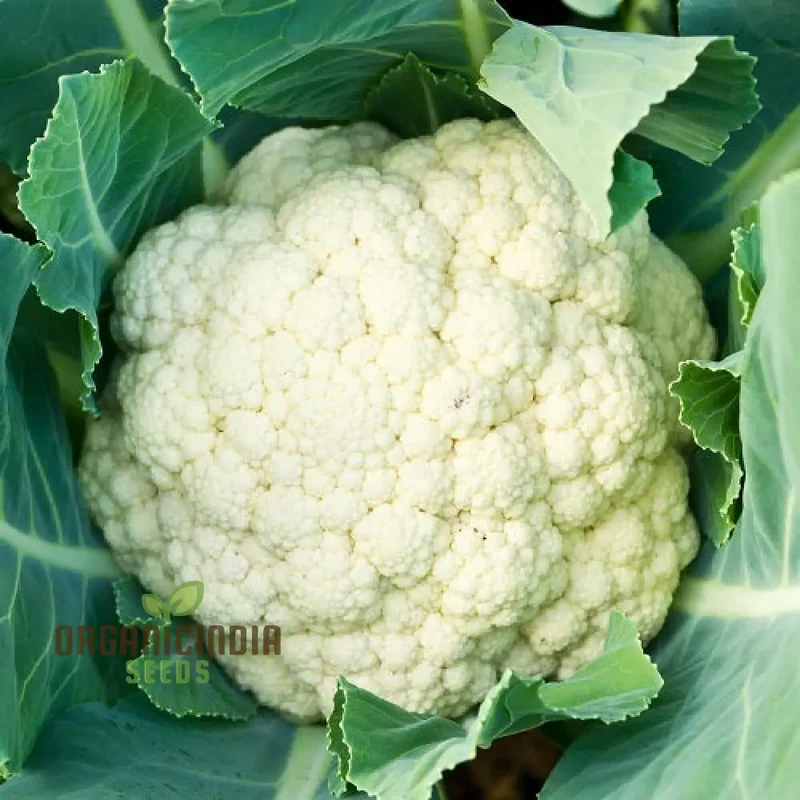 Cauliflower Clapton F1 Vegetable Seeds for Planting, Premium Quality, High Yield, and Disease Resistant Seeds
