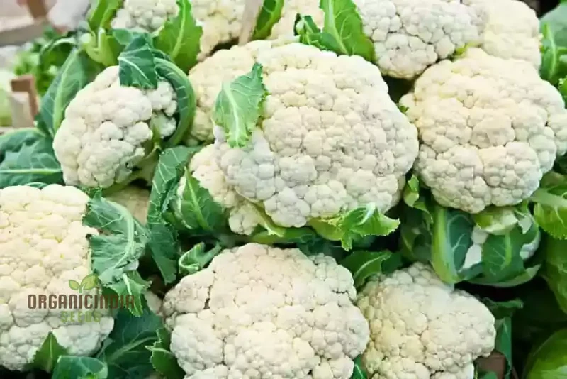 Cauliflower Clapton F1 Vegetable Seeds for Planting, Premium Quality, High Yield, and Disease Resistant Seeds