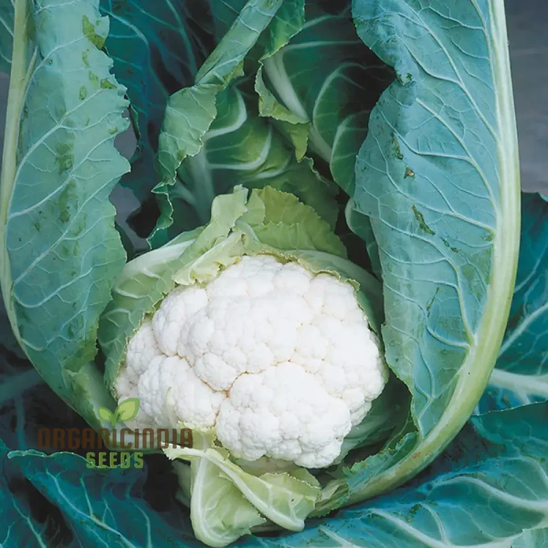 Cauliflower Clapton F1 Vegetable Seeds for Planting, Premium Quality, High Yield, and Disease Resistant Seeds