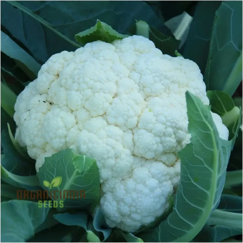 Cauliflower - Alpha Seeds for Planting and Gardening | Premium Quality Organic Seeds