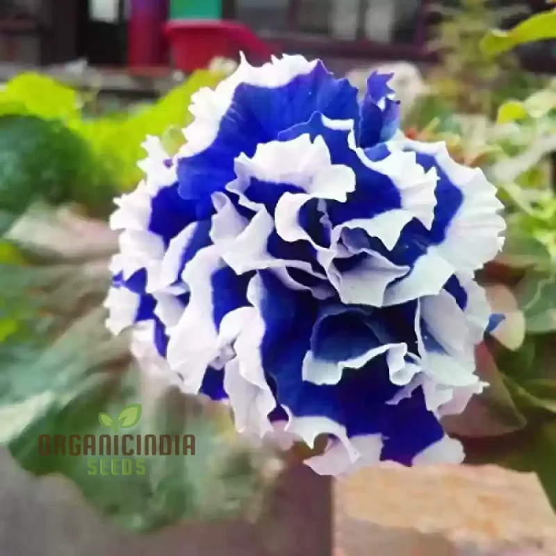 Nema Great Petunia Seeds, Stunning Half Blue and White Flower Seeds for Your Garden, Premium Quality Petunia Seeds for Gorgeous Garden Blooms
