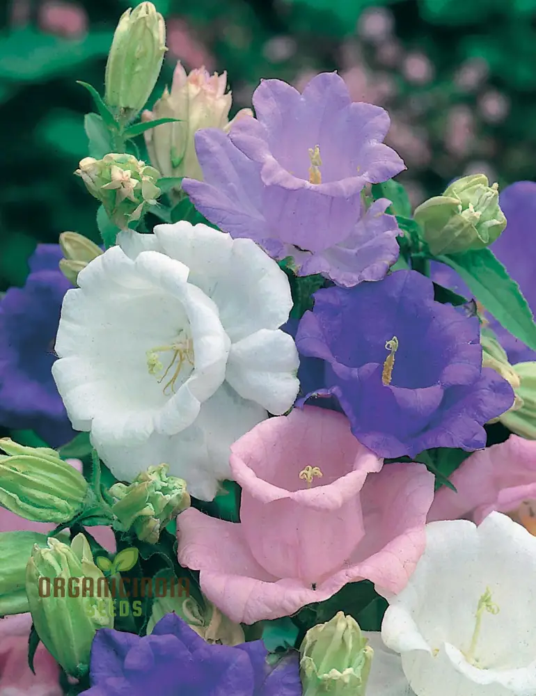 Campanula Seeds (Canterbury Bells Cup and Saucer Mix) - Colorful Tall Blooms for Gardens