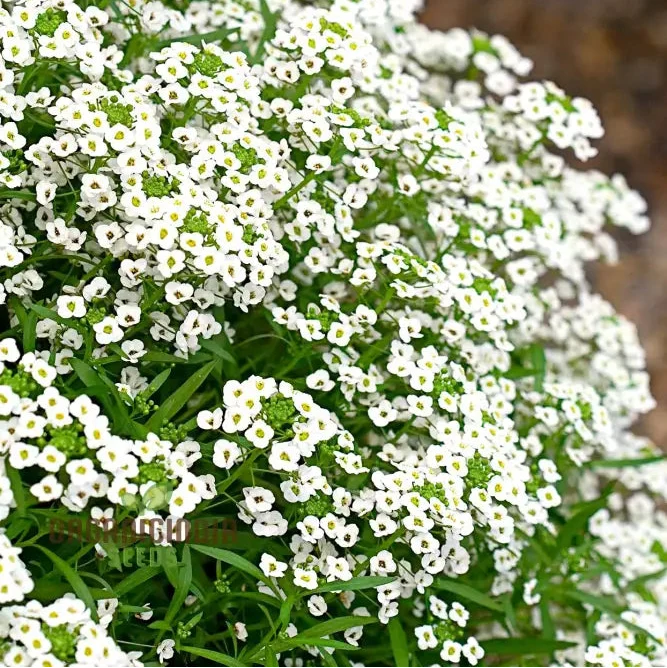 Lobularia Maritima Alyssum Sweet Drought & Heat Tolerant Wild Flowers Seeds for Gardening Enthusiasts