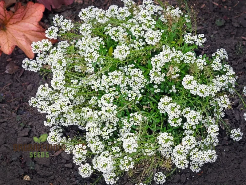 Lobularia Maritima Alyssum Sweet Drought & Heat Tolerant Wild Flowers Seeds for Gardening Enthusiasts