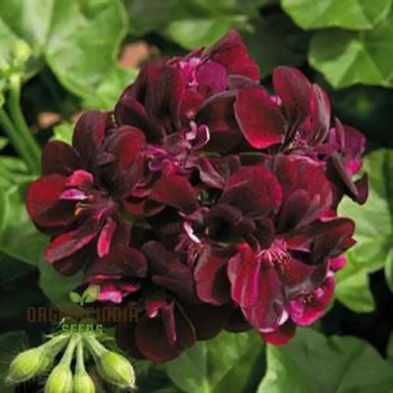 Dark Red Geranium Pelargonium Seeds – Classic Garden Blooms