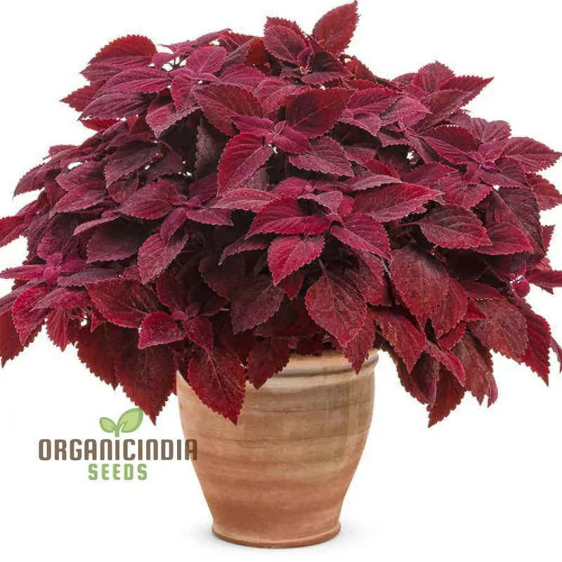 Coleus Seeds (Colorful Plectranthus Coleus Seeds) - Vibrant Foliage for Gardens & Containers