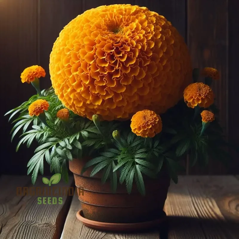 Giant Hybrid Marigold Flower Seeds for Planting, A Complete Guide to Growing Vibrant, Large Marigold Blooms