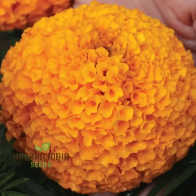 Giant Hybrid Marigold Flower Seeds for Planting, A Complete Guide to Growing Vibrant, Large Marigold Blooms