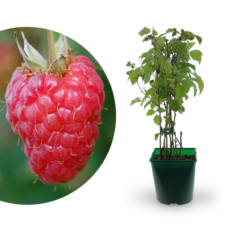 Bio-Himbeere 'Willamette'
