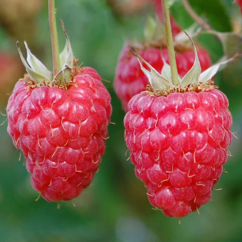 Bio-Himbeere 'Willamette'