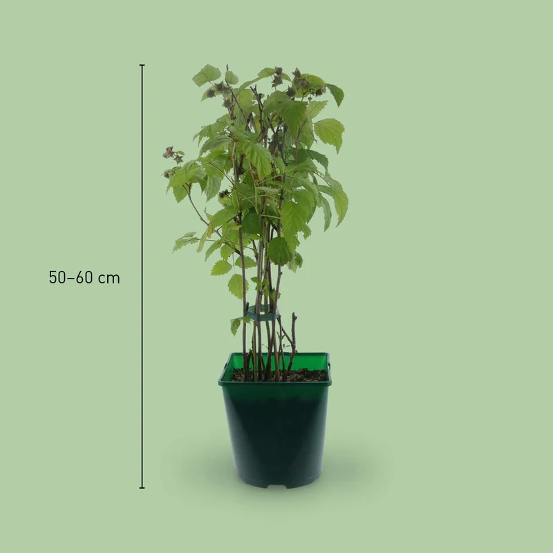 Bio-Himbeere 'Willamette'