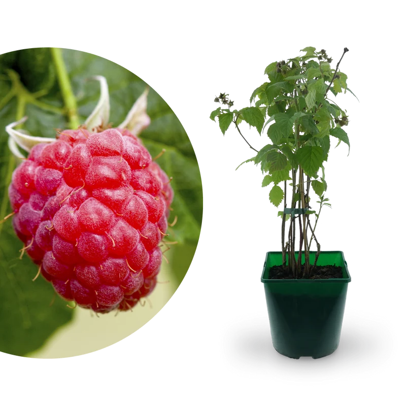 Bio-Himbeere 'Meeker'