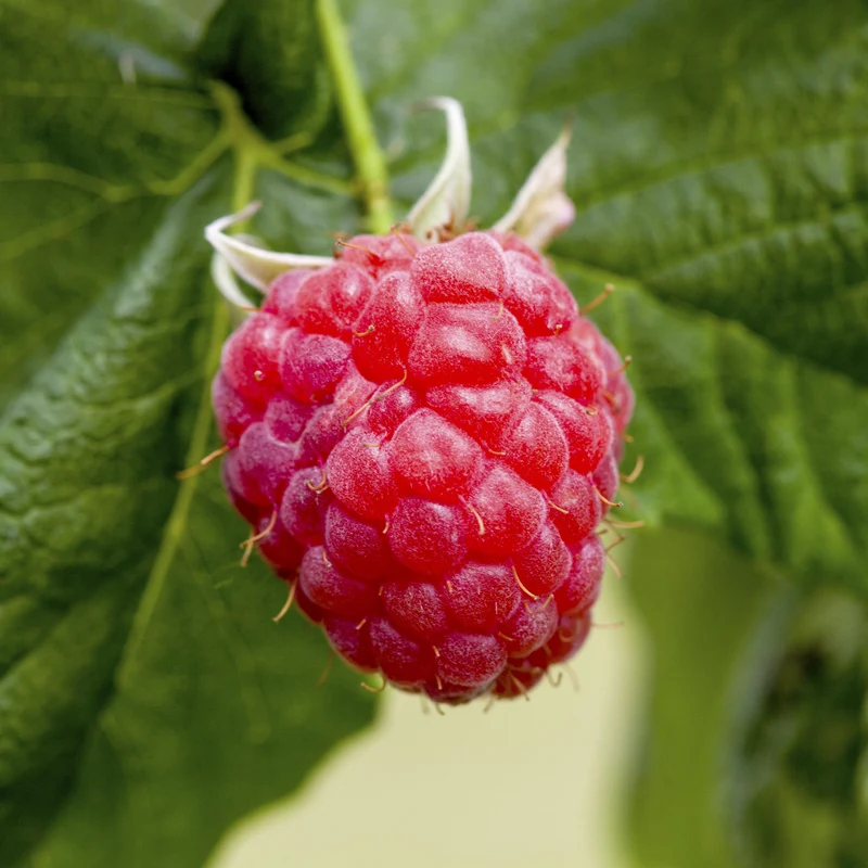 Bio-Himbeere 'Meeker'