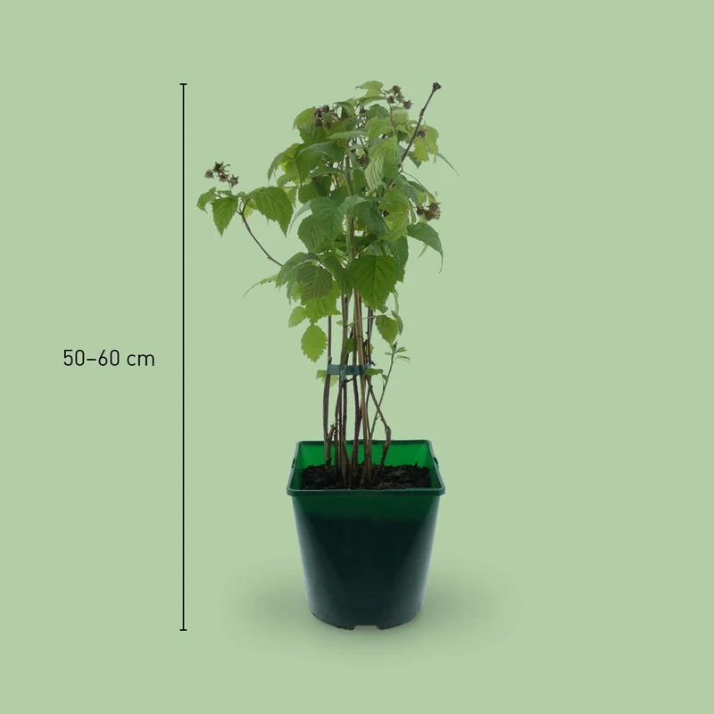 Bio-Himbeere 'Meeker'