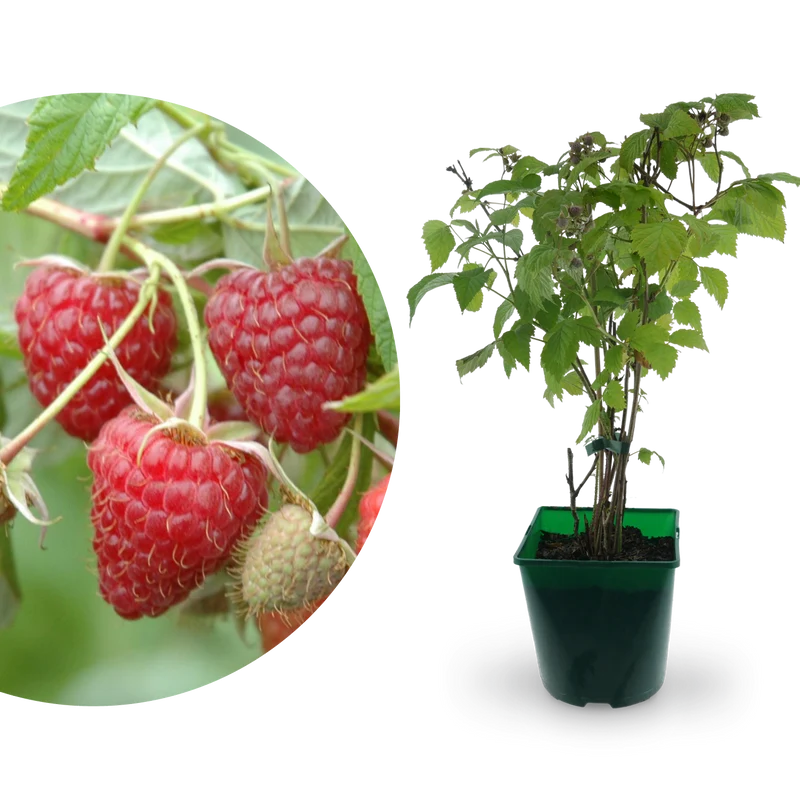 Bio-Himbeere 'Heritage'