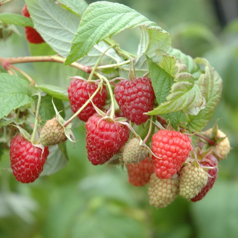 Bio-Himbeere 'Heritage'