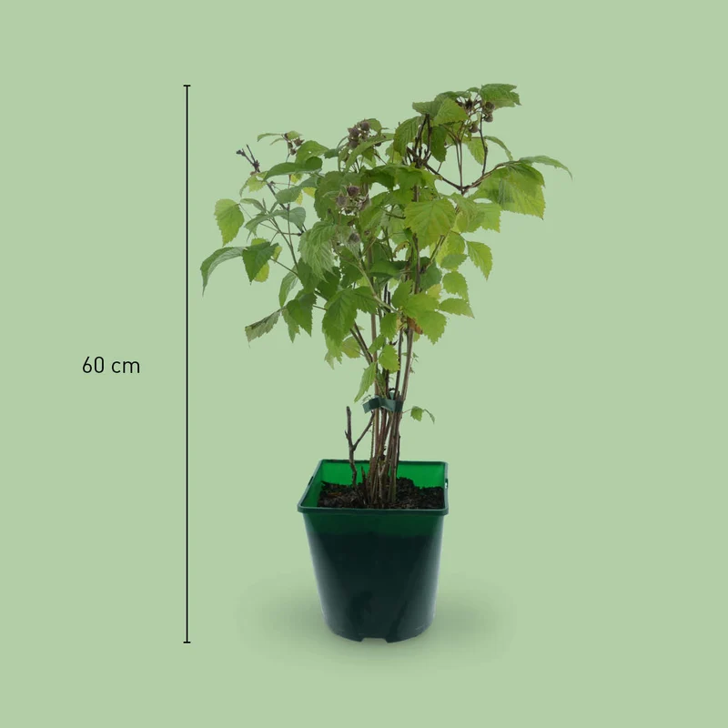 Bio-Himbeere 'Heritage'