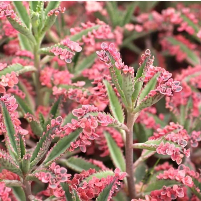 Magic Mixed Kalanchoe Seeds – Colorful Succulent Blooming Variety