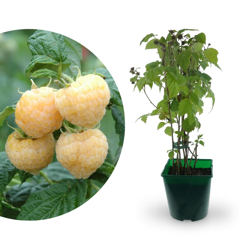 Bio-Himbeere 'Golden Everest'