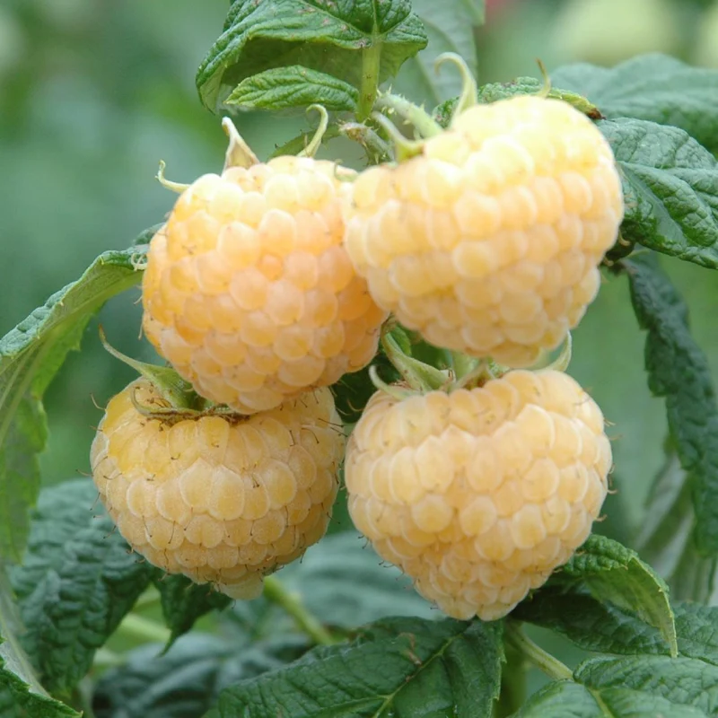 Bio-Himbeere 'Golden Everest'