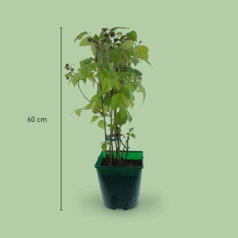 Bio-Himbeere 'Golden Everest'