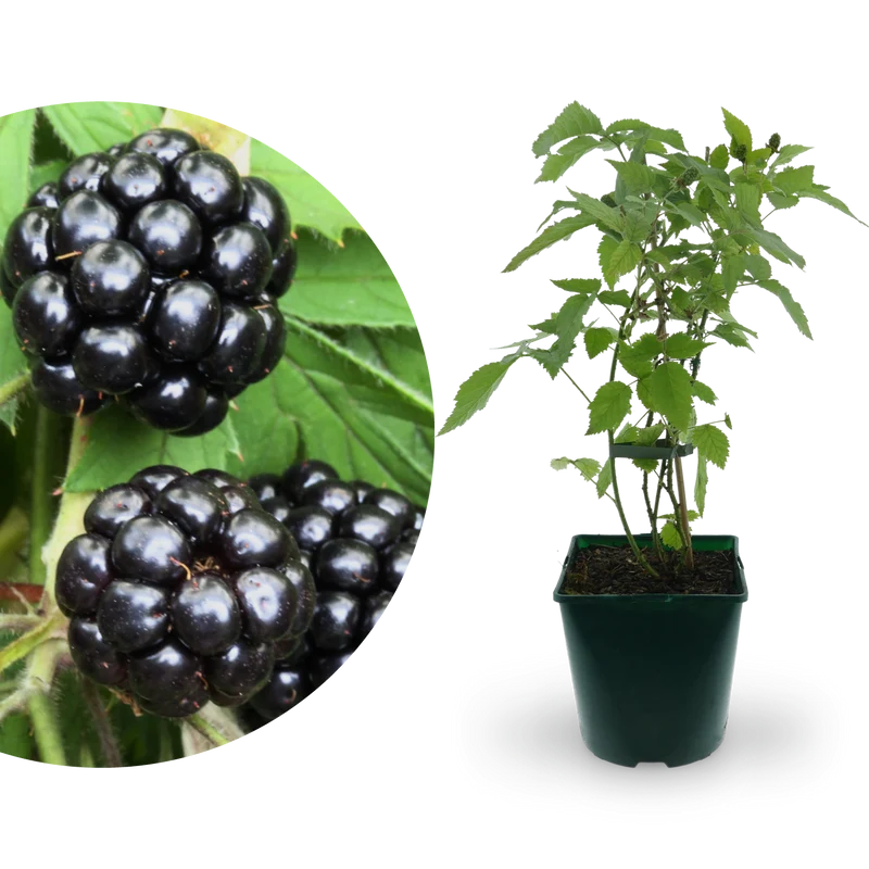 Bio-Brombeere 'Oregon Thornless' Stachellos