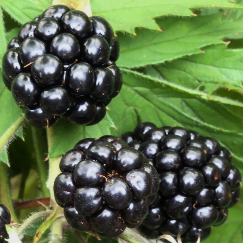 Bio-Brombeere 'Oregon Thornless' Stachellos