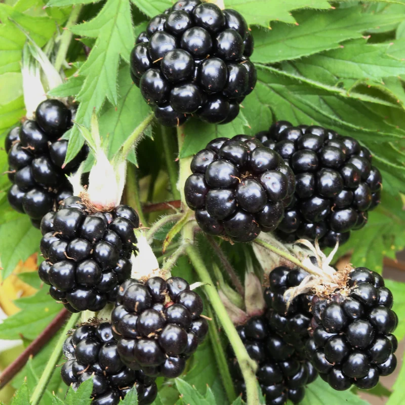 Bio-Brombeere 'Oregon Thornless' Stachellos