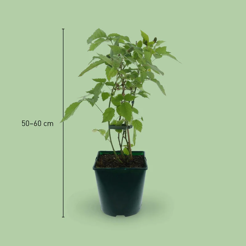 Bio-Brombeere 'Oregon Thornless' Stachellos