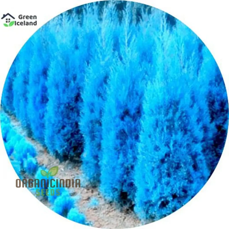 Cypress Mini Bonsai Platycladus Seeds for Planting - 100 pc