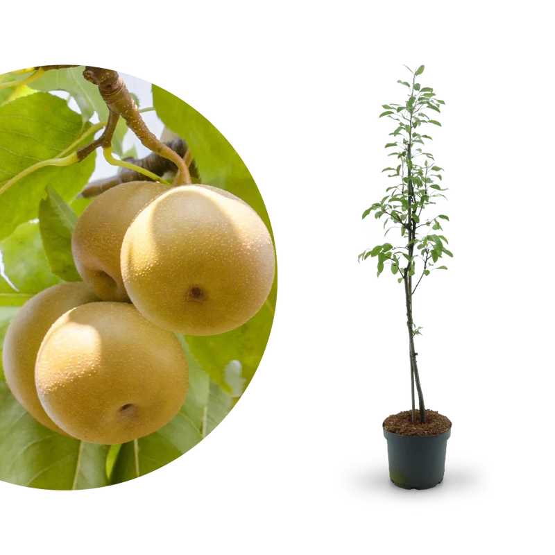 Bio-Nashi-Birnbaum 'Kosui'