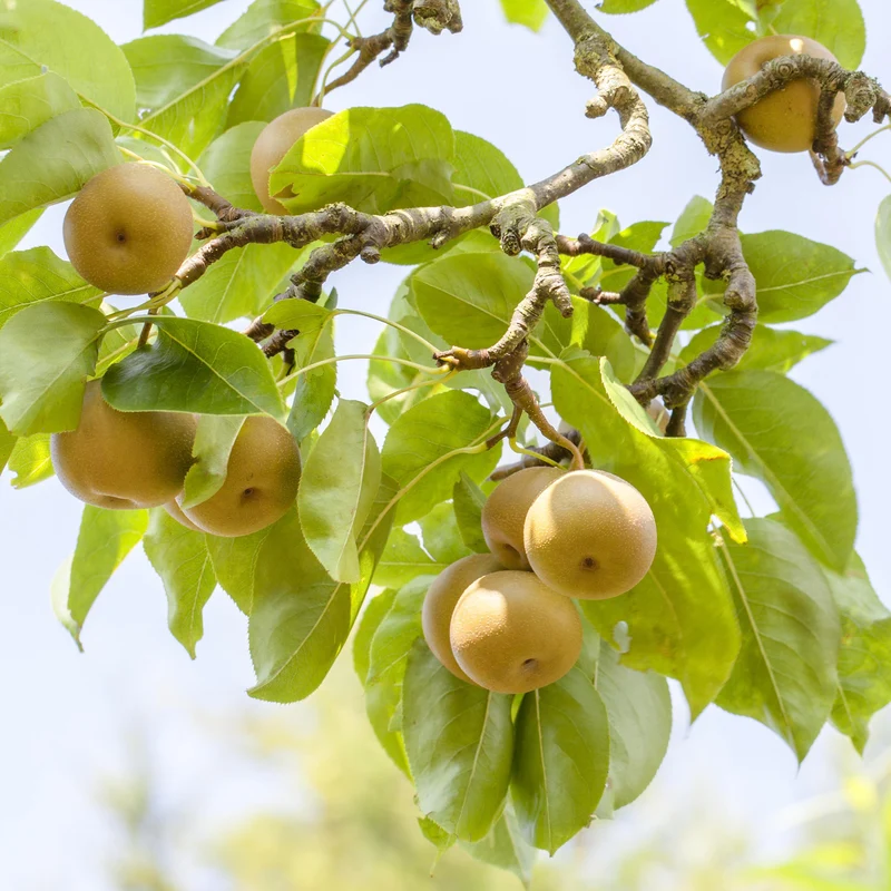 Bio-Nashi-Birnbaum 'Kosui'