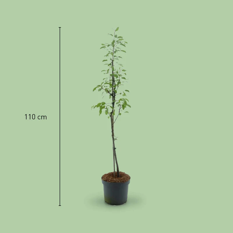 Bio-Nashi-Birnbaum 'Kosui'