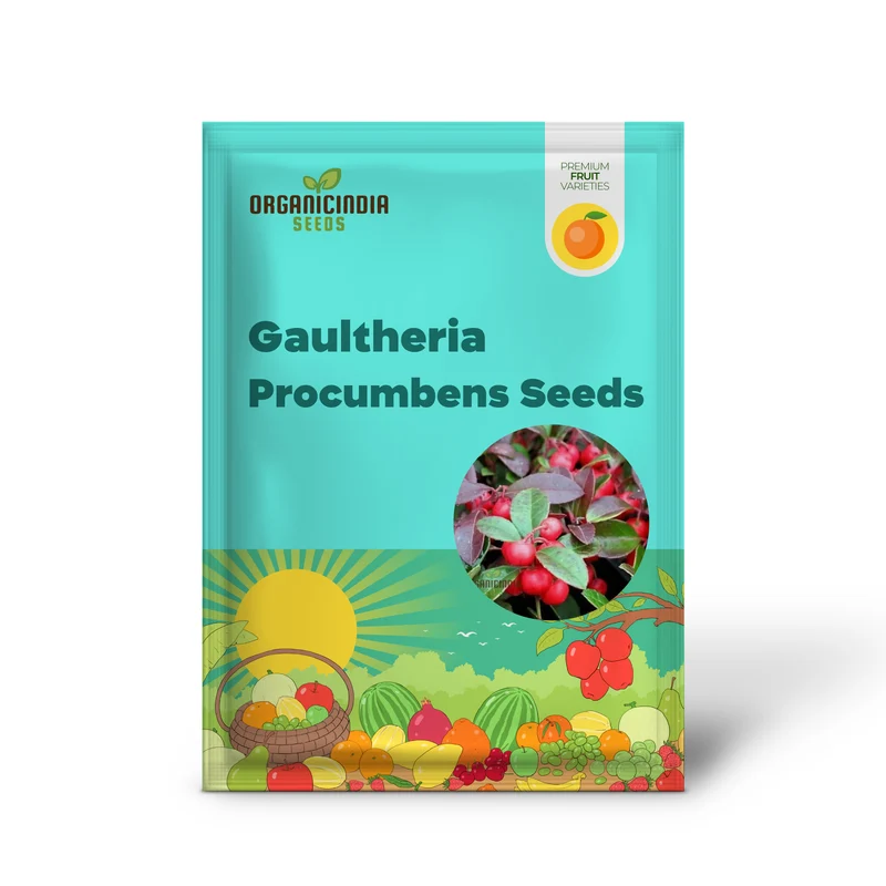 Wintergreen Seeds (Gaultheria Procumbens) for Planting