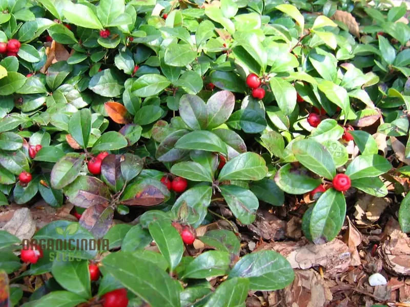 Wintergreen Seeds (Gaultheria Procumbens) for Planting