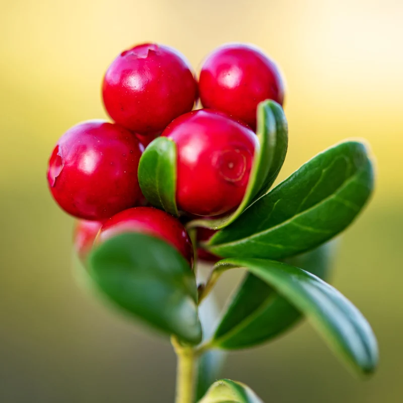 Wintergreen Seeds (Gaultheria Procumbens) for Planting