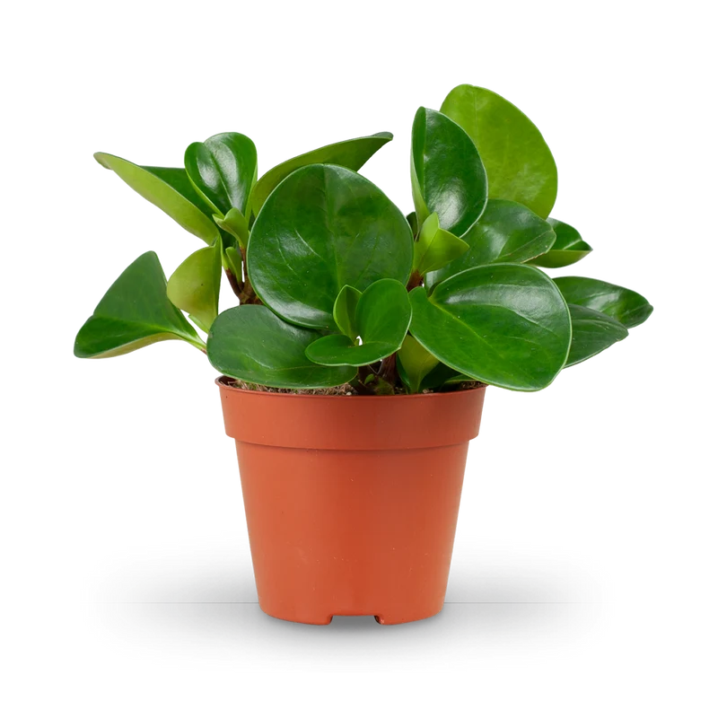 Peperomia obtusifolia 'Greengold'