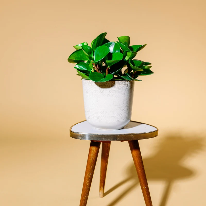 Peperomia obtusifolia 'Greengold'