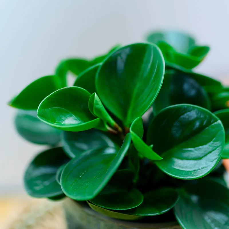 Peperomia obtusifolia 'Greengold'