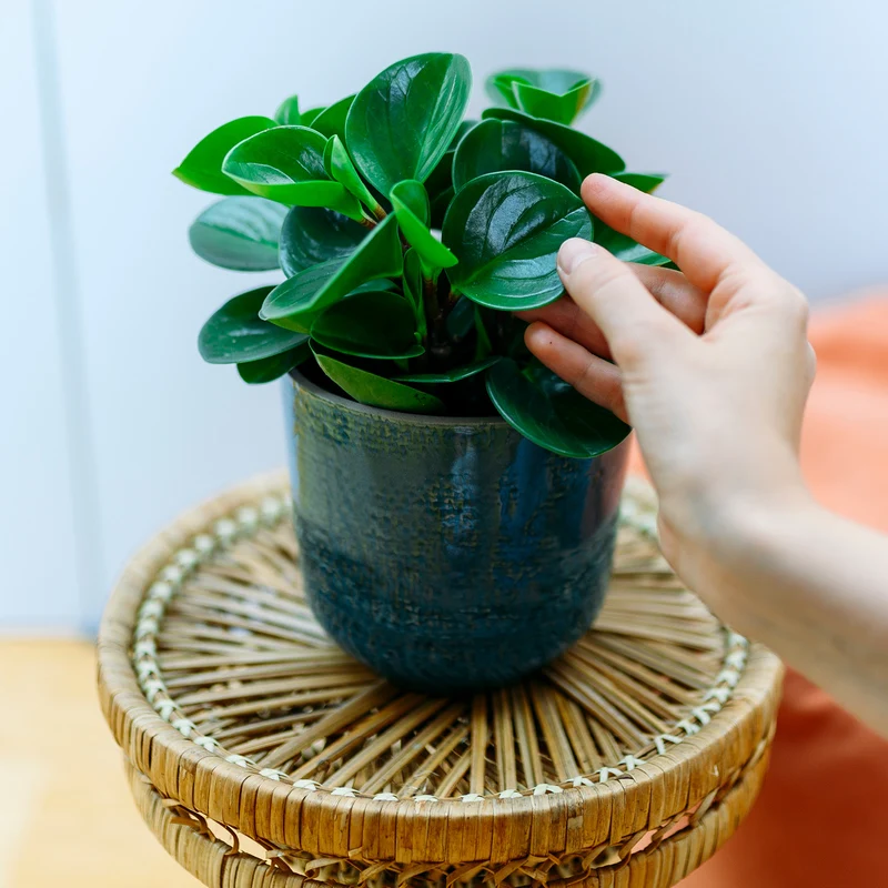 Peperomia obtusifolia 'Greengold'