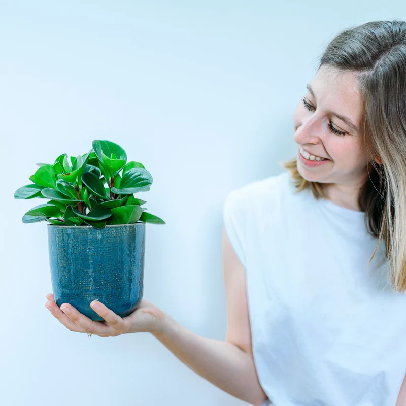 Peperomia obtusifolia 'Greengold'