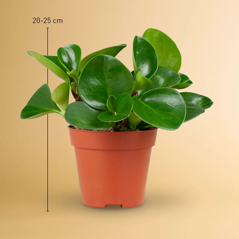 Peperomia obtusifolia 'Greengold'