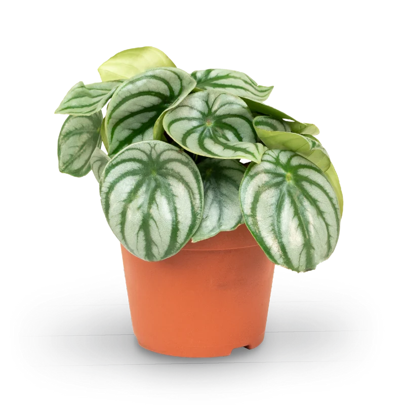 Peperomia argyreia 'Watermelon'
